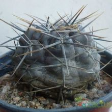 A photo of Gymnocalycium gibbosum