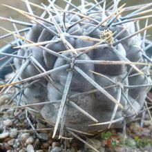 A photo of Gymnocalycium gibbosum