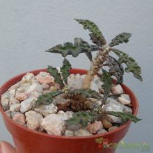 Una foto de Euphorbia decaryi
