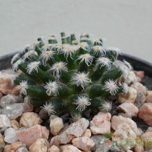 Una foto de Mammillaria schiedeana