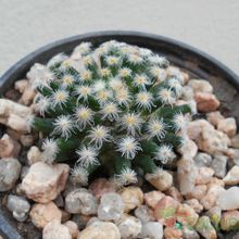 Una foto de Mammillaria schiedeana