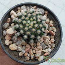 Una foto de Mammillaria schiedeana