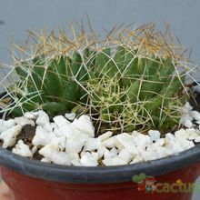 Una foto de Mammillaria decipiens ssp. camptotricha
