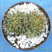Una foto de Mammillaria decipiens ssp. camptotricha