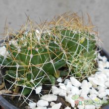 Una foto de Mammillaria decipiens ssp. camptotricha