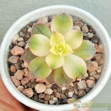 Una foto de Aeonium haworthii cv kiwi