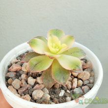 Una foto de Aeonium haworthii cv kiwi