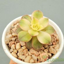 Una foto de Aeonium haworthii cv kiwi