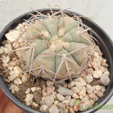A photo of Gymnocalycium spegazzinii