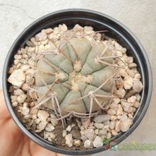 A photo of Gymnocalycium spegazzinii