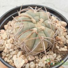 A photo of Gymnocalycium spegazzinii