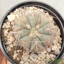 A photo of Gymnocalycium spegazzinii