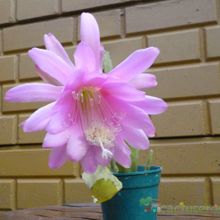 Una foto de Epiphyllum cv. Pink
