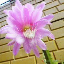 A photo of Epiphyllum cv. Pink