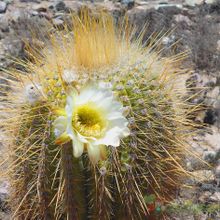 A photo of Echinopsis atacamensis ssp. pasacana