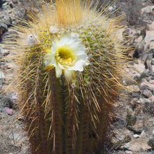 A photo of Echinopsis atacamensis ssp. pasacana