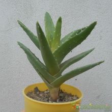 A photo of Aloe perfoliata 