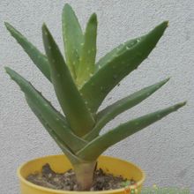 A photo of Aloe perfoliata 