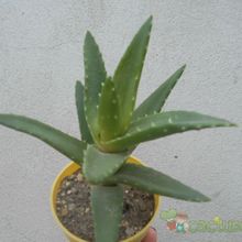 A photo of Aloe perfoliata 