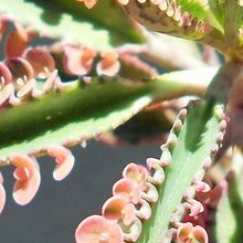 Una foto de Bryophyllum x houghtonii cv. Pink Butterflies 