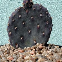 A photo of Opuntia basilaris