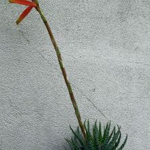 Una foto de Aloe humilis  