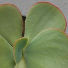 A photo of Echeveria gigantea  