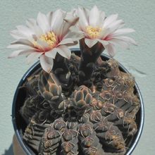 Una foto de Gymnocalycium quehlianum