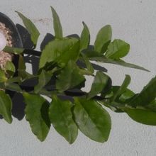 Una foto de Euphorbia tithymaloides
