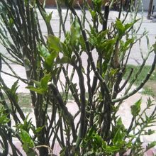 A photo of Euphorbia tithymaloides