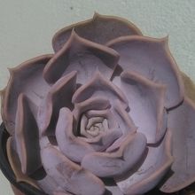 Una foto de Echeveria lilacina