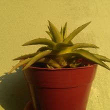 Una foto de Dyckia brevifolia