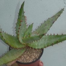 A photo of Aloe broomii