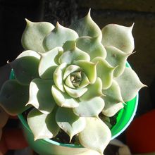 A photo of Graptoveria Margarete Reppin (Graptopetalum filiferum x Graptoveria Titubans) (HIBRIDO)