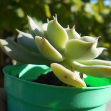 A photo of Graptoveria Margarete Reppin (Graptopetalum filiferum x Graptoveria Titubans) (HIBRIDO)