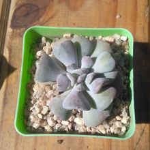Una foto de Echeveria runyonii cv. Topsy turvy 