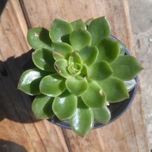 A photo of Echeveria Conde (HIBRIDO)
