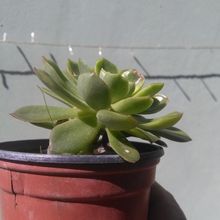 A photo of Echeveria Conde (HIBRIDO)