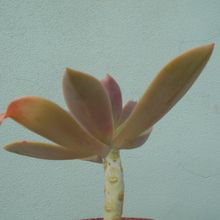 A photo of Graptoveria cv. Fred Ives (Graptopetalum paraguayense x Echeveria gibbiflora) (HIBRIDO)