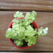 Una foto de Sedum makinoi  