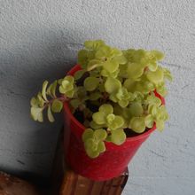 Una foto de Sedum makinoi  