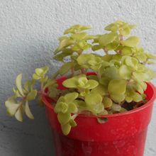 Una foto de Sedum makinoi  