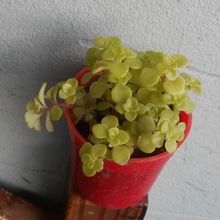 Una foto de Sedum makinoi  