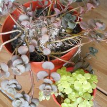 Una foto de Sedum makinoi  