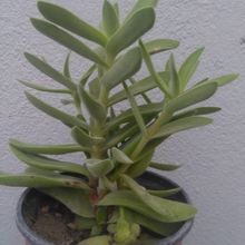 A photo of Crassula pubescens subsp. rattrayi