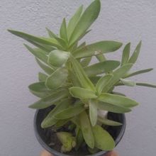 A photo of Crassula pubescens subsp. rattrayi