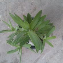A photo of Crassula pubescens subsp. rattrayi