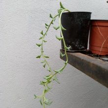 A photo of Senecio peregrinus