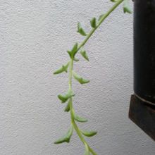 A photo of Senecio peregrinus