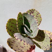 Una foto de Kalanchoe marmorata